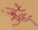 Euchorthippus_pulvinatus_karyo_03